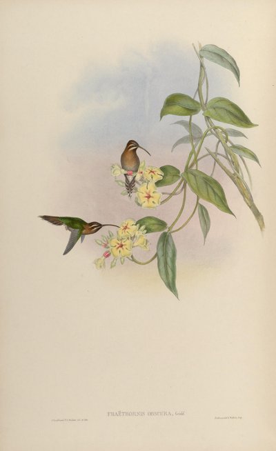Phaethornis idaliae by John Gould